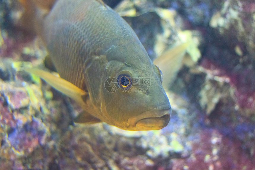 泰国Rayong省水族馆的鱼类野生动物游泳黄色条纹两栖单眼皮红色珊瑚海葵蓝色图片