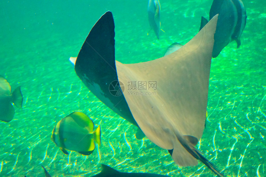 泰国Rayong省水族馆的鱼类游泳两栖动物白色红色珊瑚黄色单眼皮热带条纹图片