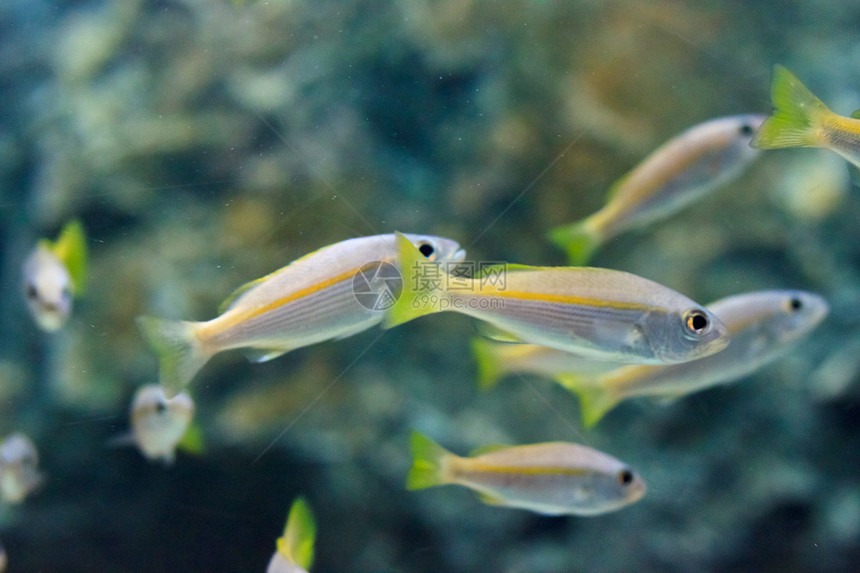 泰国Rayong省水族馆内的阿尼米纳鱼橙子热带两栖珊瑚蓝色动物野生动物黄色生活白色图片