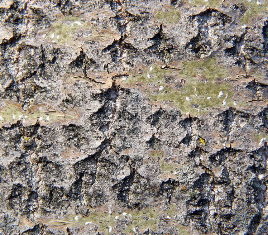 木质纹理植物群植被涂层植物森林地面斑点树干表面农村图片