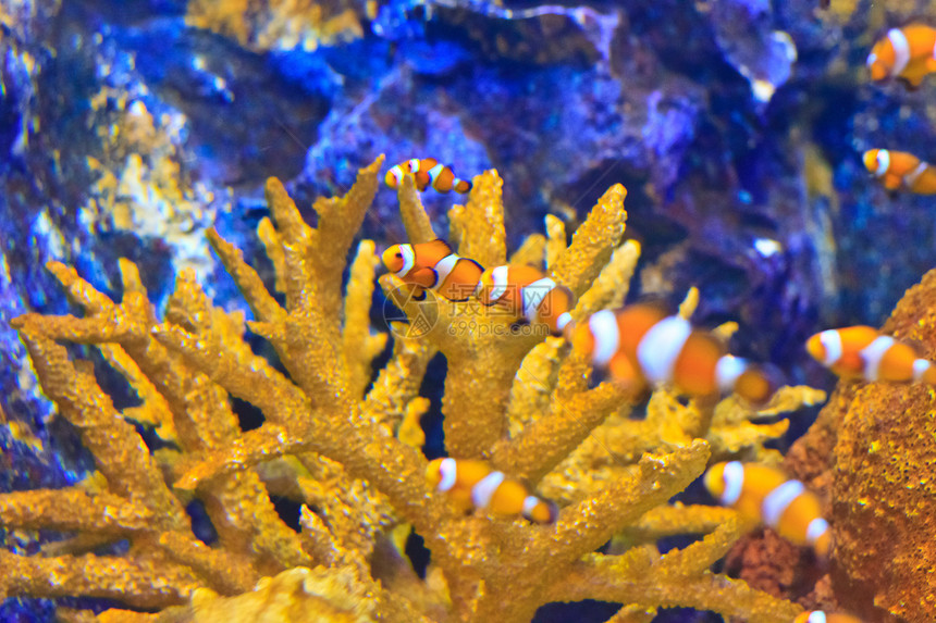泰国Rayong省水族馆的鱼类蓝色野生动物珊瑚动物橙子热带海葵条纹红色单眼皮图片