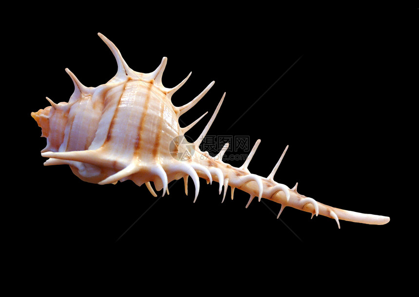 海壳盐水骨骼明信片动物群海洋贝壳螺旋黑色尾巴线条图片