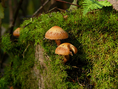布朗蘑菇森林中的蘑菇菌类树桩绿色木头森林苔藓生长太阳布朗食物背景