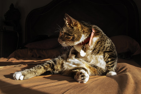 日光浴床猫晒太阳猫科宠物日光浴动物条纹说谎乐趣背景