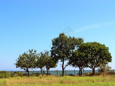 有树木的夏月风景绿色树叶天空天气背景图片