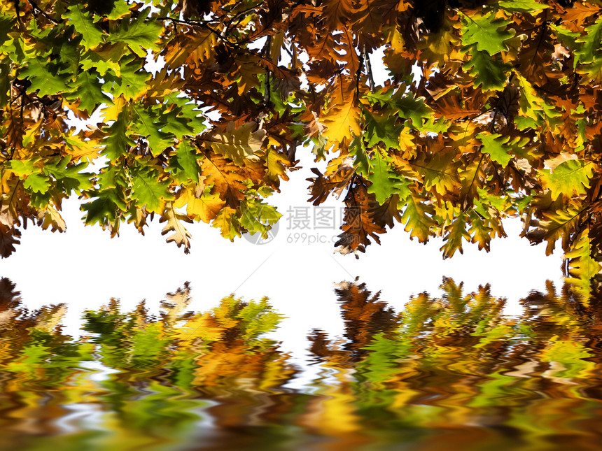 秋天的橡叶叶图片
