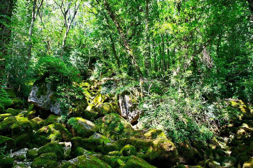 森林流激流丛林岩石生态农村野生动物树木溪流植物石头图片