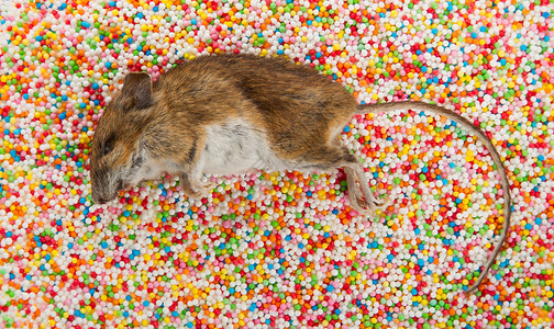 动物糖果素材装饰糖果的死老鼠背景