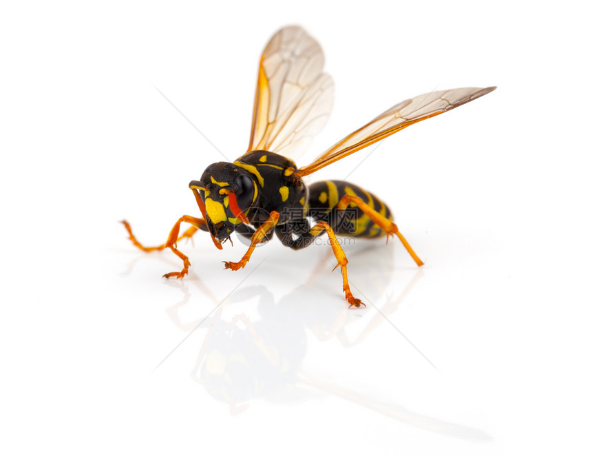 白色背景上孤立的黄蜂蜜蜂天线荒野条纹宏观翅膀过敏动物刺痛蜂蜜图片