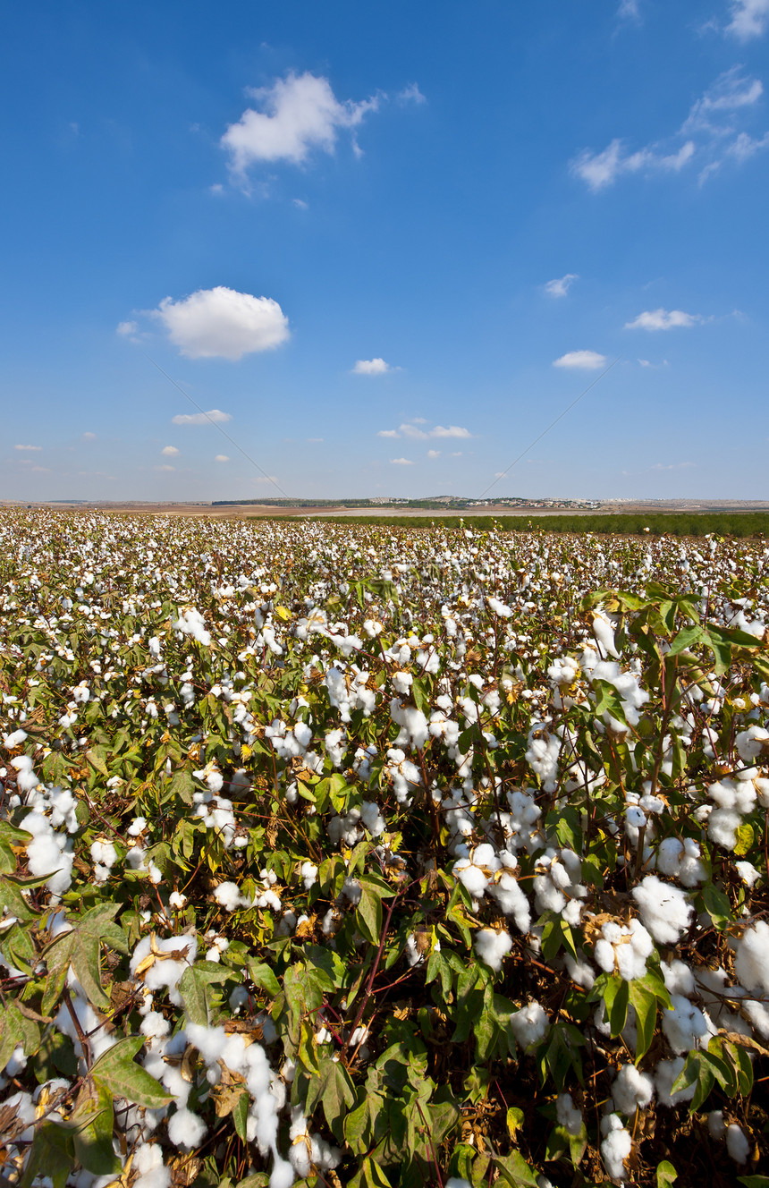 棉球蓝色天空种植园棉布场地材料织物生长纺织品纤维图片