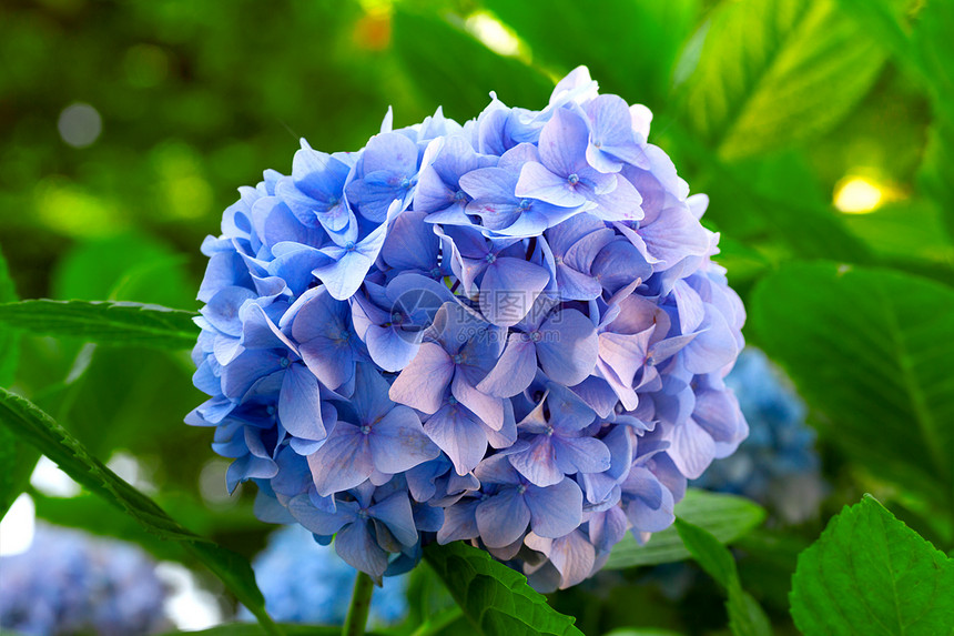 蓝色花朵植物公园投标植被生活蔬菜叶子粉色绣球花香水图片