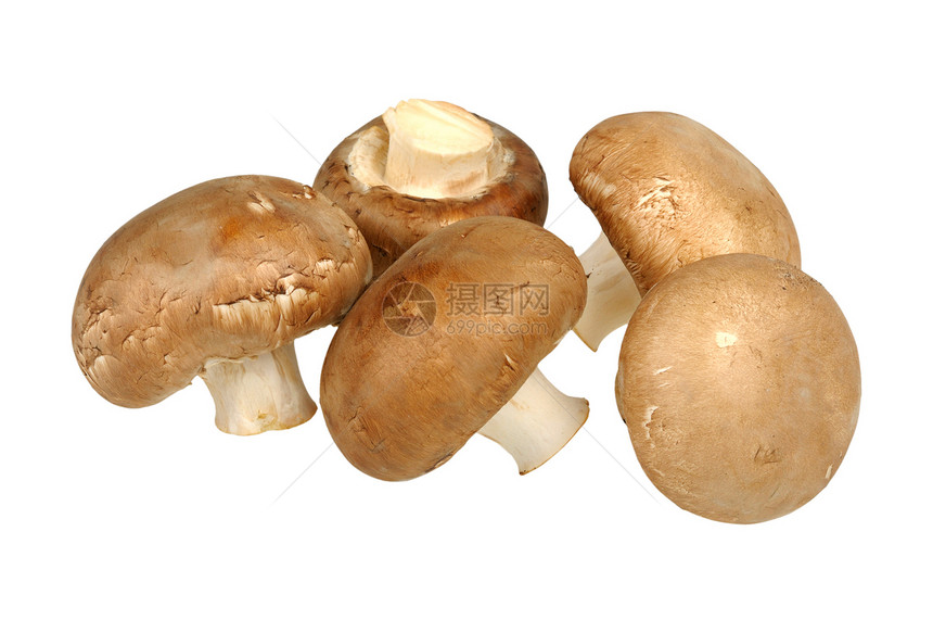 棕锦冠营养团体白色棕色食物图片