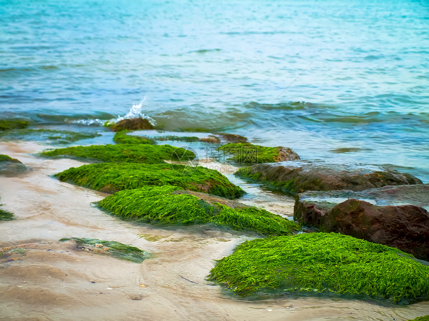 海上的阿尔海藻图片
