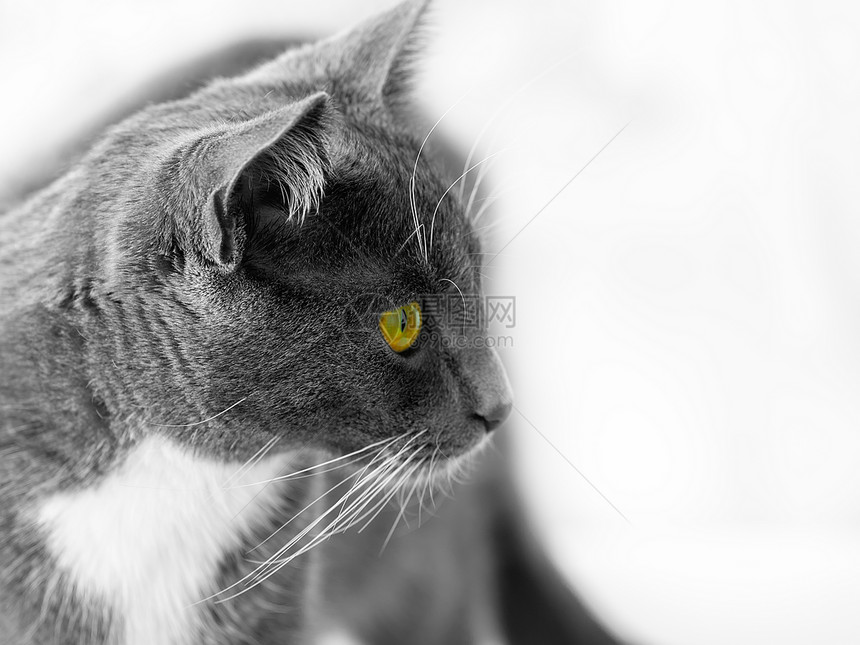 绿眼猫小猫头发虎斑绿色毛皮猫科好奇心宠物投标白色图片