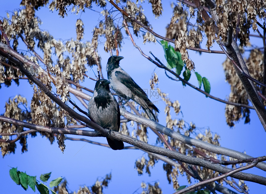 鸟类叶子大自然动物群野生动物自由蓝色翅膀天空羽毛夫妻图片