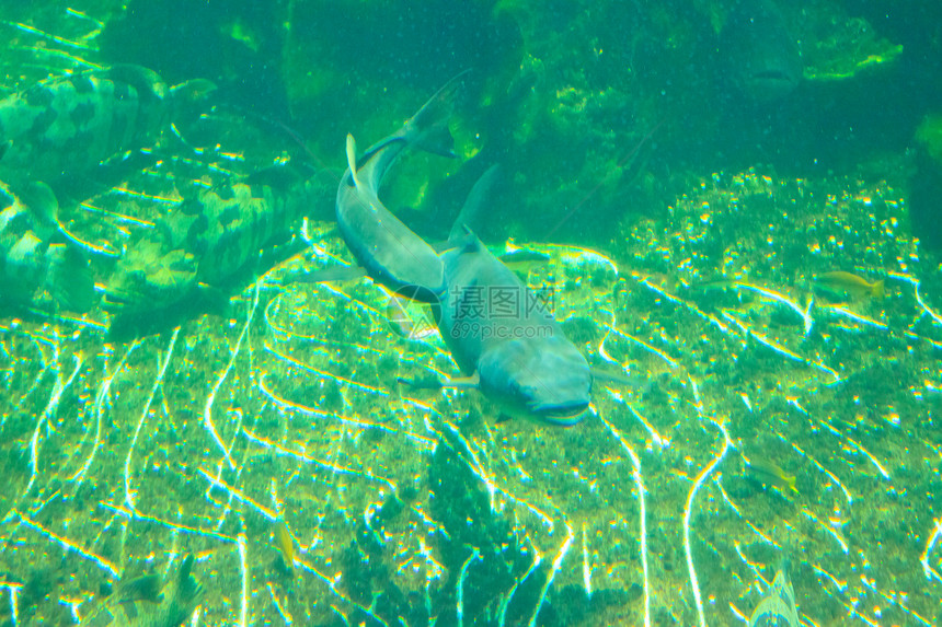 泰国Rayong省水族馆的鱼类海葵条纹动物生活海洋黄色游泳红色蓝色两栖图片