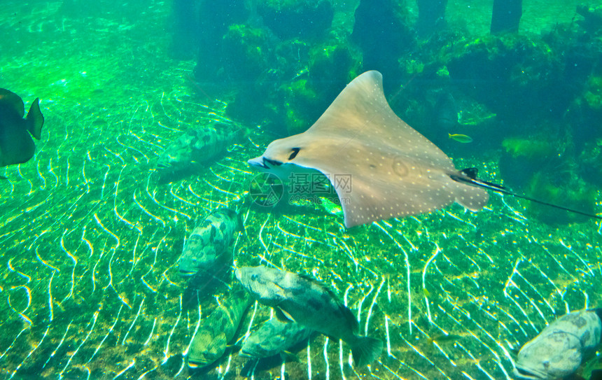 泰国Rayong省水族馆的鱼类海洋黄色游泳蓝色橙子热带两栖红色单眼皮条纹图片