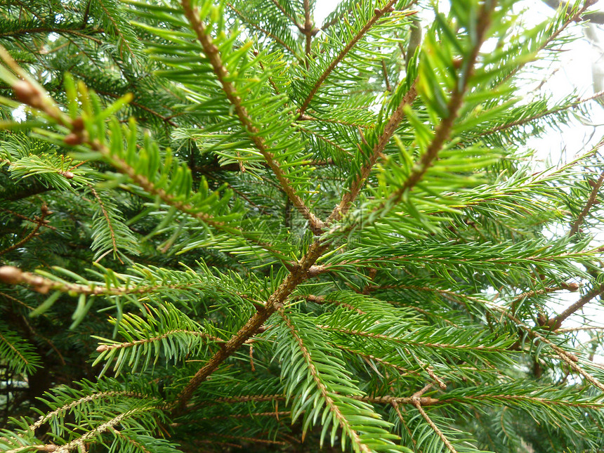 青杉绿色生长叶子环境植物群植物植物学生态图片