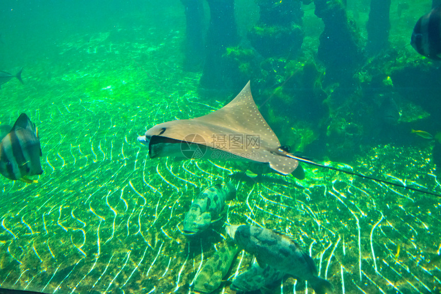 泰国Rayong省水族馆的鱼类蓝色动物生活橙子海葵热带两栖黄色条纹野生动物图片