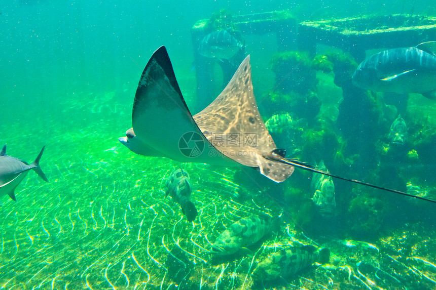 泰国Rayong省水族馆的鱼类海葵橙子白色生活动物红色游泳蓝色野生动物海洋图片