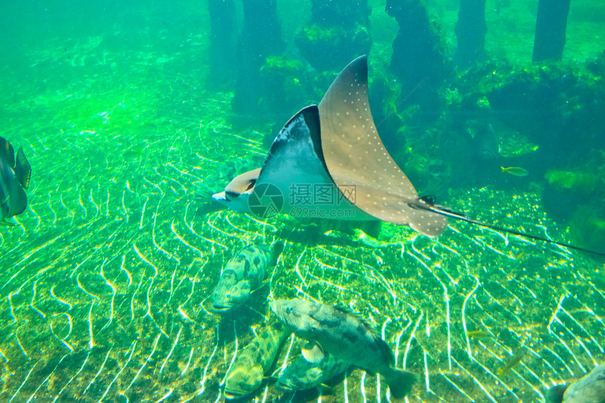 泰国Rayong省水族馆的鱼类红色条纹两栖生活蓝色珊瑚热带黄色橙子野生动物图片