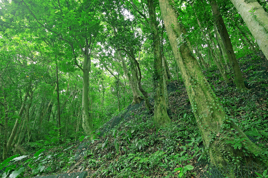 森林中的树木风景旅行季节森林荒野薄雾农村晴天环境阳光图片