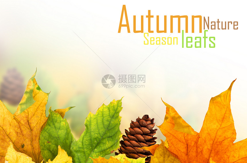 美丽的秋天背景 有木叶植物框架木头橙子宏观季节拼贴画静脉灯光横梁图片