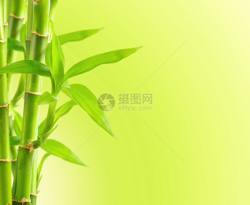 带复制空间的竹布背景叶子运气文化热带环境生态植物风水竹子花园图片