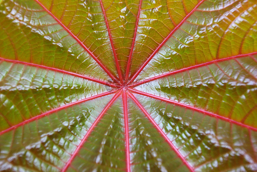 棕榈树红叶季节生态生活叶子线条环境蓖麻细胞花园光合作用图片