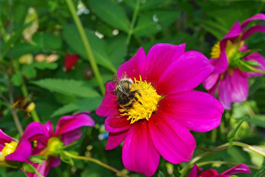 Dahlia上的蜜蜂蜂蜜植物昆虫花瓣野生动物花园花蜜飞行花粉动物图片