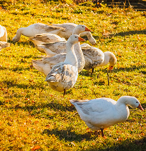 绿草地羽毛牧场团体鸭子脖子农场动物地面桅杆生长背景图片