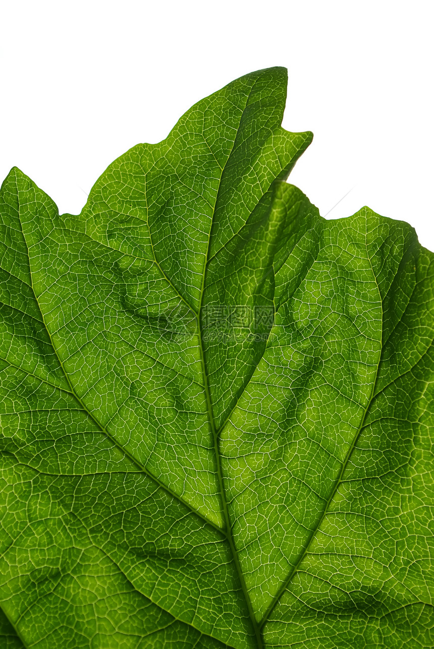 绿叶背景生活叶子植物生态宏观分支机构园艺材料边界光合作用图片
