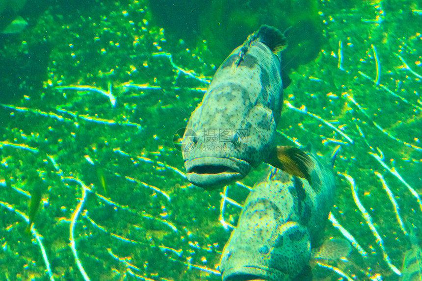 泰国Rayong省水族馆的鱼类黄色红色珊瑚游泳两栖白色动物野生动物条纹海葵图片