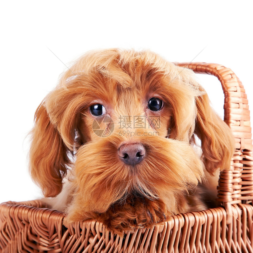 篮子里装饰狗的肖像猎犬快乐朋友动物犬类贵宾幸福脊椎动物兰花爪子图片