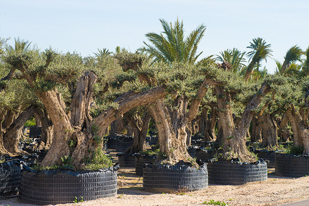 橄榄树农场背景图片