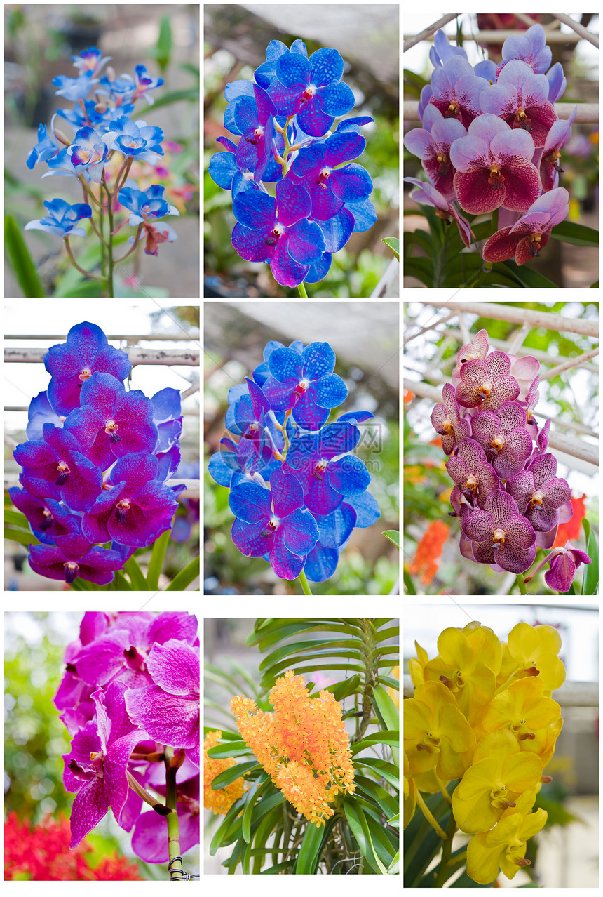 美丽的兰花装饰花束背景花园植物风格农村叶子植物学花瓣图片