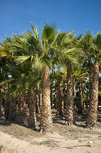 棕榈树农场热带植物植物园植物群生长园艺棕榈种植园农业苗圃背景图片