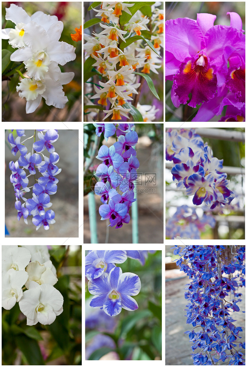 美丽的兰花农村热带植物花园植物群叶子花瓣风格环境紫色图片