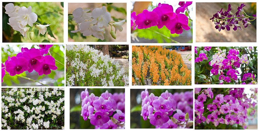 美丽的兰花装饰植物植物群农村花园热带背景紫色花束环境图片