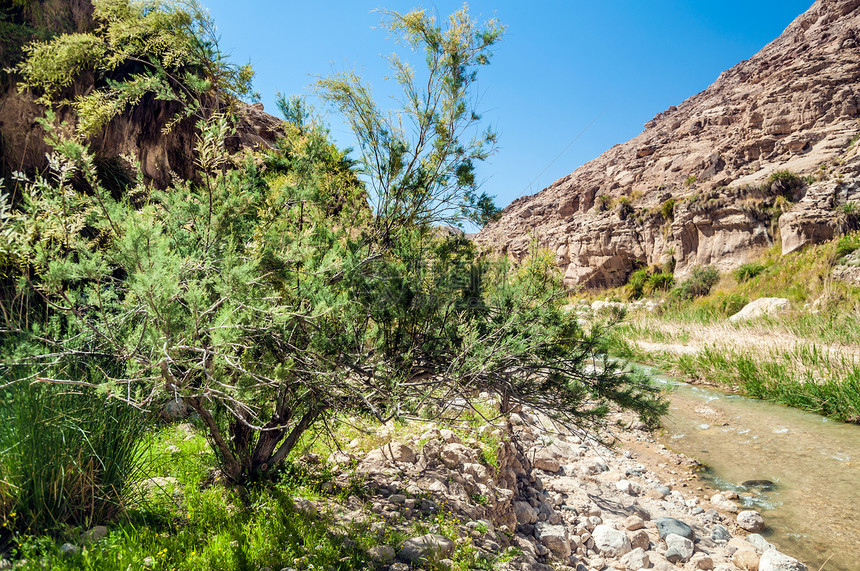 约旦Wadi Hasa的绿树图片