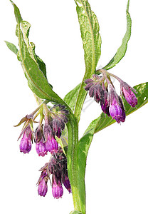 Comfrey 相向离异紫色植物烹饪疗法药品草本植物沙拉树叶医疗草本背景图片