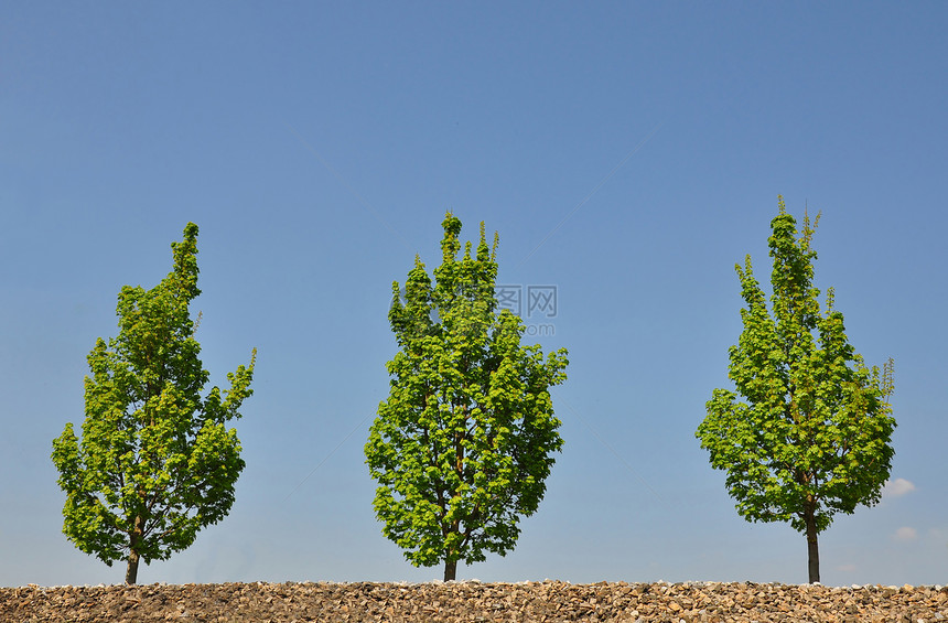 树木树叶树干绿色叶子植物天空植物群花园胡同图片