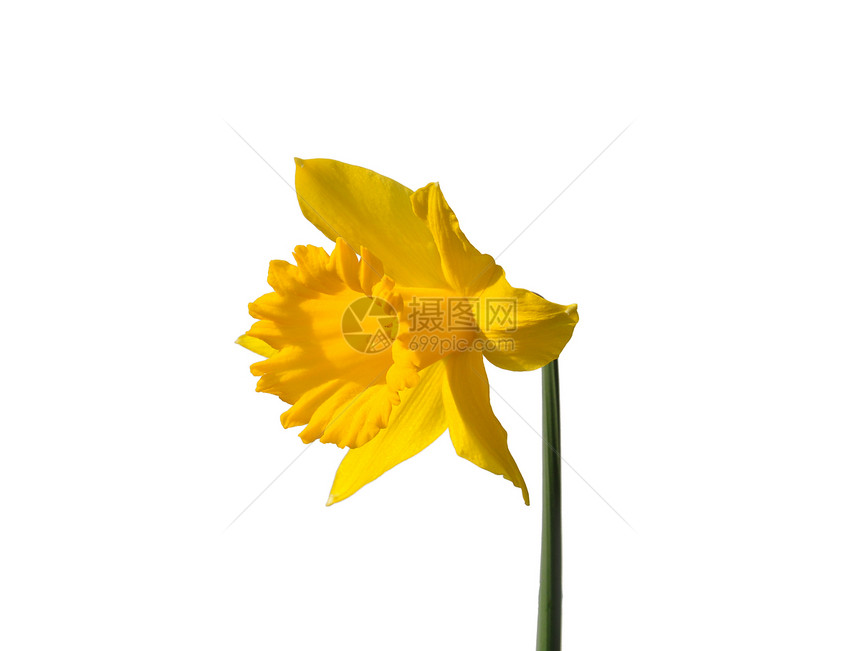 Daffodil纳克西索假自恋白色绿色花园植物百合植物学水仙季节黄色生物学图片