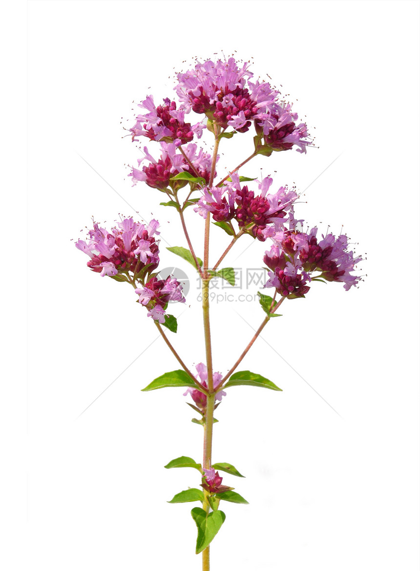 奥里根奥里根粗俗香料草本植物植物植物群食物紫色粉色唇形科图片