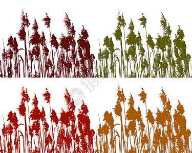 以四种颜色的Reed背景图片