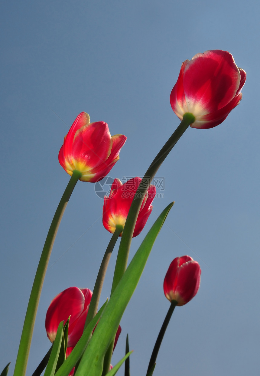 红色郁金香天空花园植物群花朵植物图片