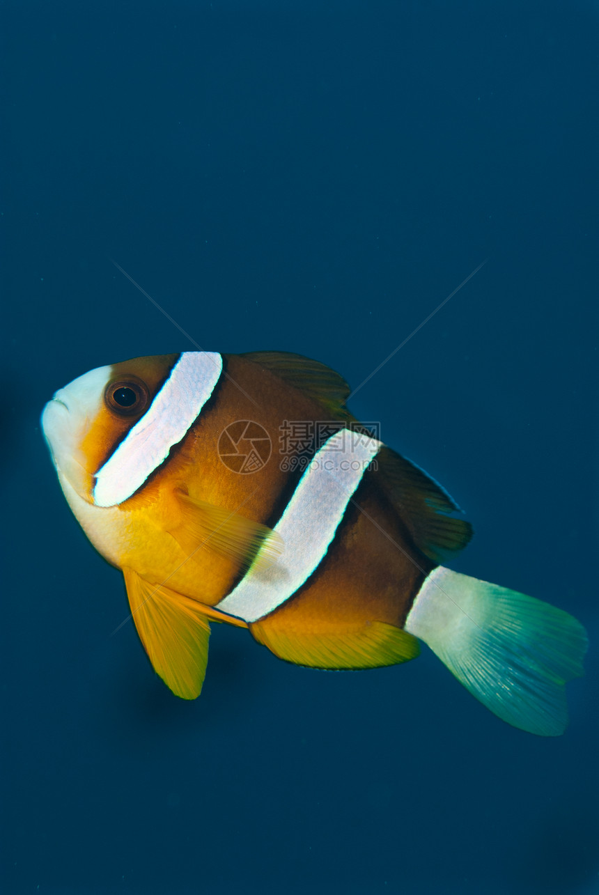 Swift 小丑鱼图片