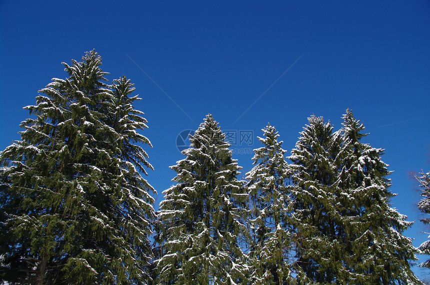 圣诞节蓝色森林季节性风景小路天空白色季节天气图片