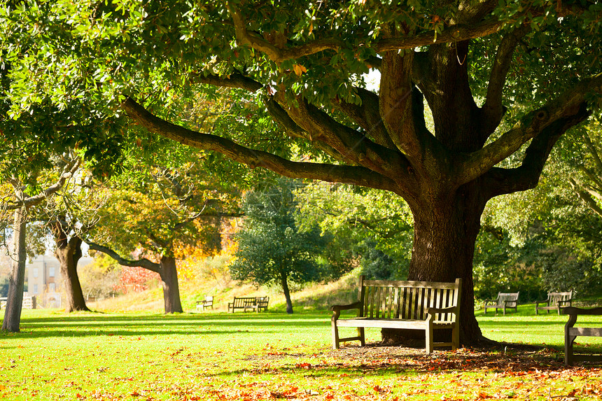 邱园公园季节草地绿地阳光棕色长椅座位公园树干休闲图片