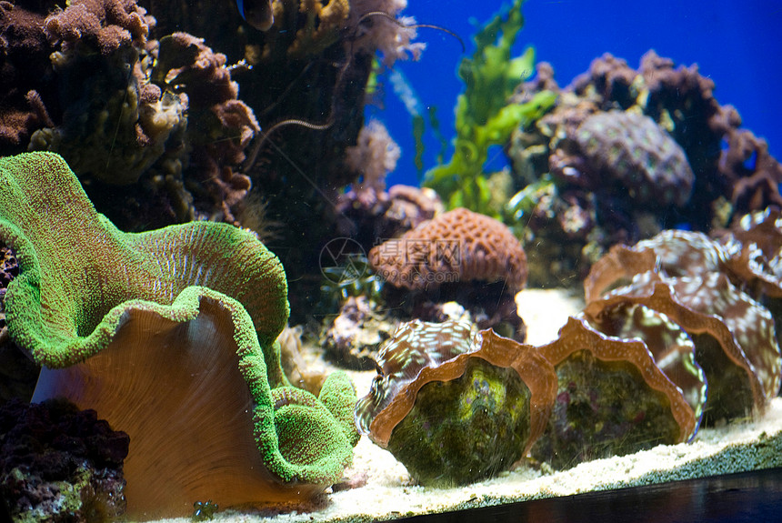 含有鱼类和珊瑚的水族馆异国情调爱好旅行动物潜水员旅游呼吸管生活假期图片